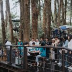 阿里山115年四季茶旅 全新啟航