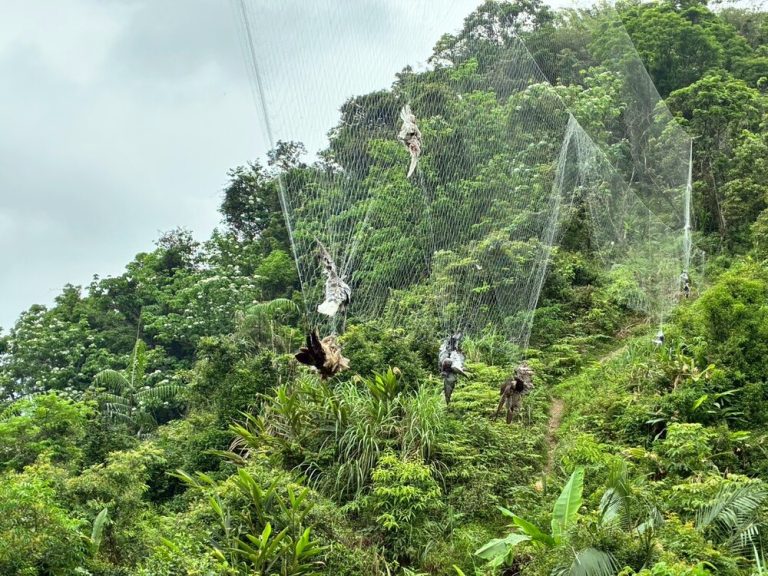 12隻鳥禽掛”網” 基市動保所搶救