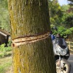 埔里哲學步道30年肖楠慘遭「環狀剝皮」