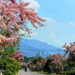 六龜台27甲線花旗木盛開 美不勝收
