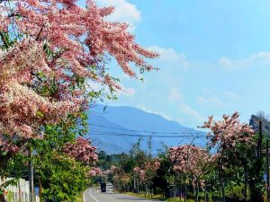 六龜台27甲線花旗木盛開 美不勝收