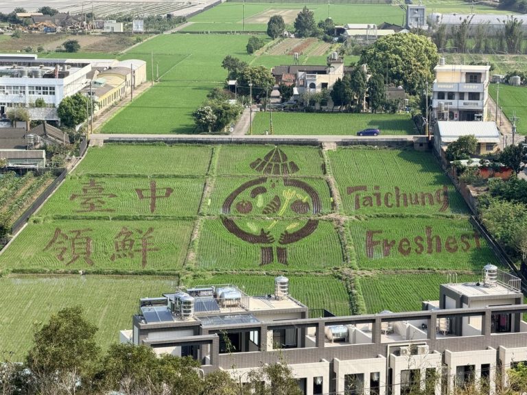 外埔彩繪稻田 台中領鮮登場