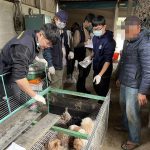 嘉縣近期查獲兩起犬隻疑遭割聲帶案 已移送偵辦