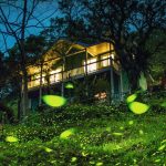 嘉義的光不間斷 賞螢季浪漫開跑