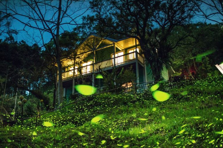 嘉義的光不間斷 賞螢季浪漫開跑