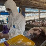 彰化縣查獲兩場違法廚餘養豬 依法重罰、移動管制並取消申請補助資格