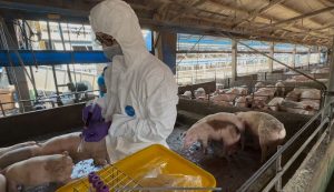 彰化縣查獲兩場違法廚餘養豬 依法重罰、移動管制並取消申請補助資格