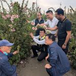 學甲以蜀葵花海翻轉農業 實踐淨零碳排新模式