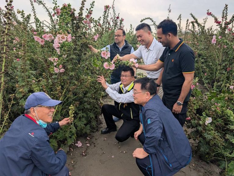學甲以蜀葵花海翻轉農業 實踐淨零碳排新模式