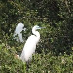 春天限定浪漫看鷺科鳥類銜枝定情