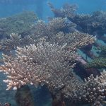 海洋保育產學合作計畫 5月啟動