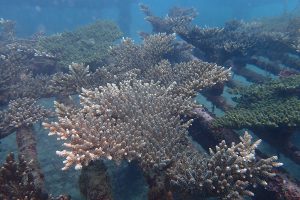 海洋保育產學合作計畫 5月啟動