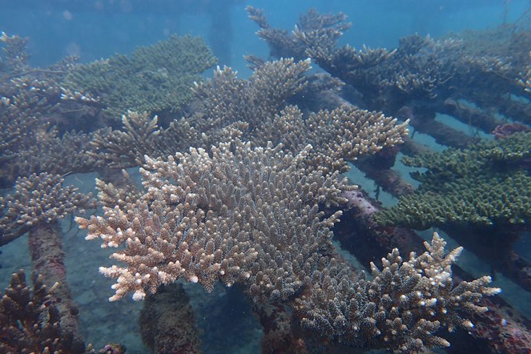 海洋保育產學合作計畫 5月啟動