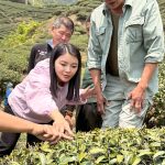 古坑春茶失收張嘉郡爭取救助