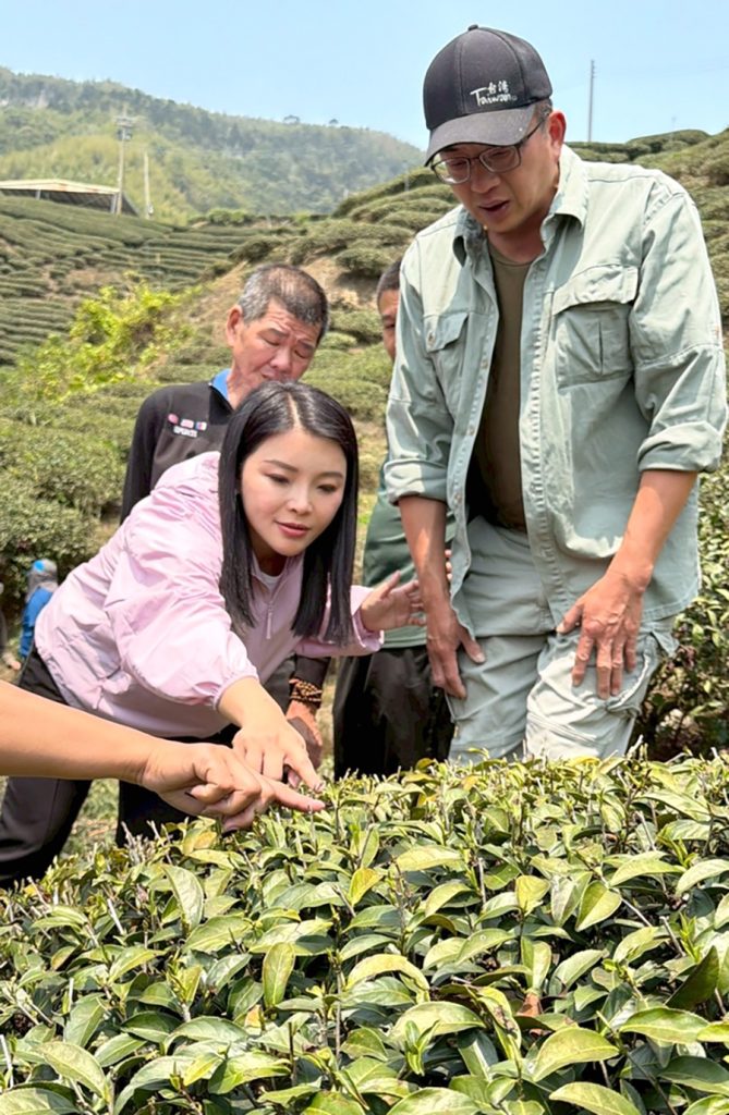 古坑春茶失收張嘉郡爭取救助