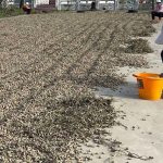 美國花生零關稅 鄭麗文痛批民進黨政府棄守農民 根本在賣台