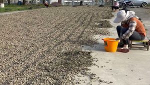 美國花生零關稅 鄭麗文痛批民進黨政府棄守農民 根本在賣台