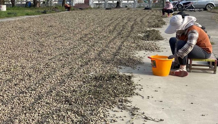 美國花生零關稅 鄭麗文痛批民進黨政府棄守農民 根本在賣台