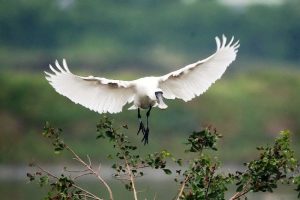 茄萣濕地迎來春季過境水鳥 展現豐富生態景觀