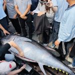 討海50年圓夢 洪福家奪東港第一鮪揭幕