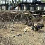 違規廚餘養豬屢勸不聽 嘉縣重罰346萬元並限期清除豬隻