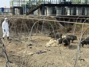 違規廚餘養豬屢勸不聽 嘉縣重罰346萬元並限期清除豬隻