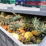 雲林縣推動鳳梨資材全循環 展現高值化產業循環經濟效益