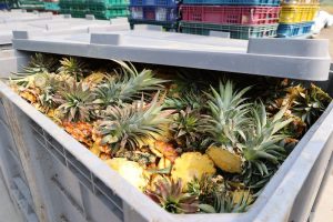 雲林縣推動鳳梨資材全循環 展現高值化產業循環經濟效益