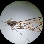 東方白鸛首度在台野外繁殖 濁水溪蛻變生態廊道