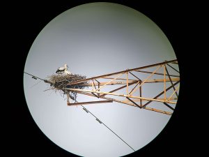 東方白鸛首度在台野外繁殖 濁水溪蛻變生態廊道