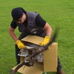 幸運眨眼黑鳶重返山林 基市產發處籲打擊非法鳥網