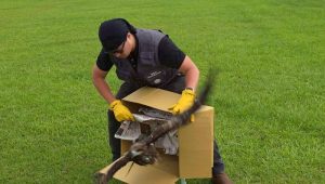 幸運眨眼黑鳶重返山林 基市產發處籲打擊非法鳥網