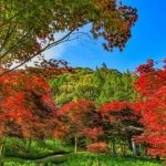 杉林溪繡球花開 楓紅似火超驚豔