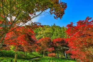 杉林溪繡球花開 楓紅似火超驚豔