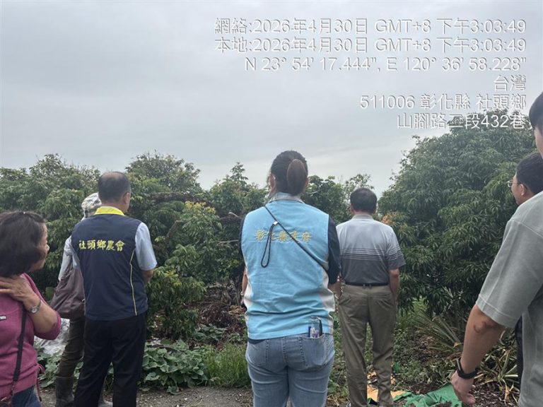 乾旱害歉收 彰化荔枝可申請現金救助