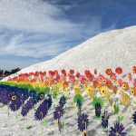 七股鹽山掀皮克敏熱 限時花海風車必拍