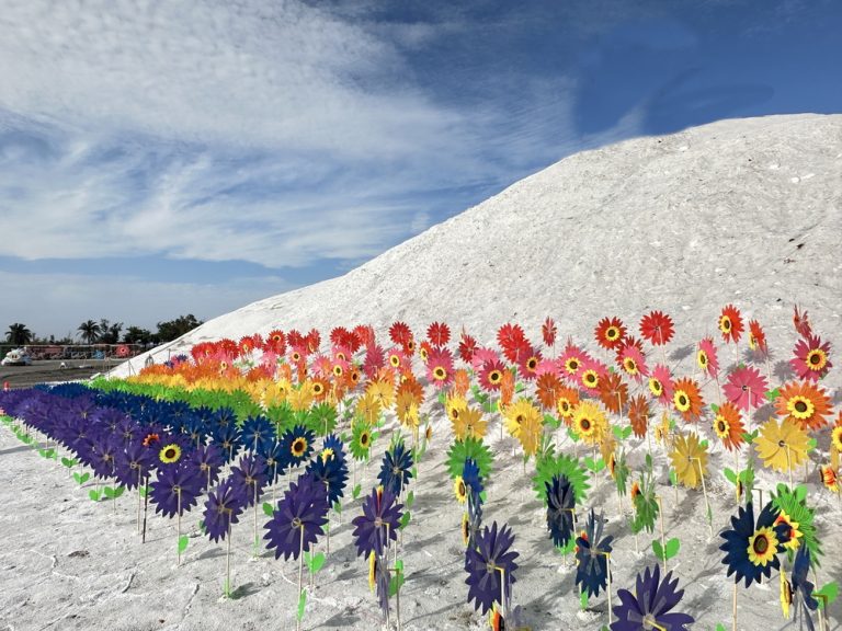 七股鹽山掀皮克敏熱 限時花海風車必拍