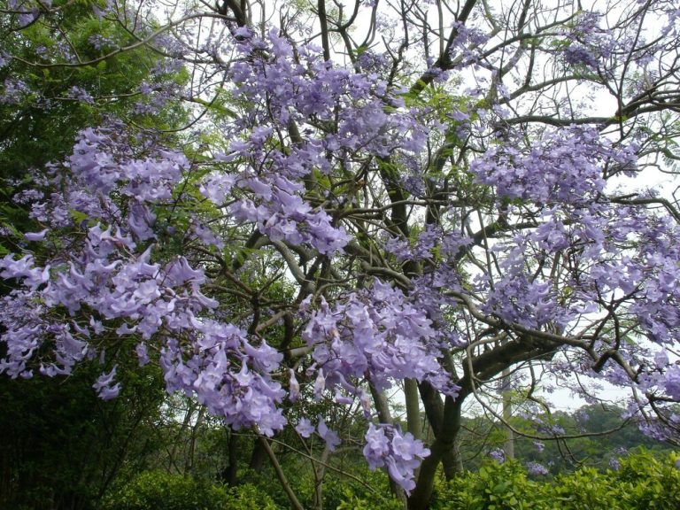 鐵砧山「藍楹樹」盛開　遊客流連忘返