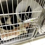 三義弓箭傷犬案 嫌犯6小時內落網