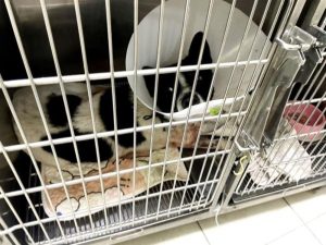 三義弓箭傷犬案 嫌犯6小時內落網