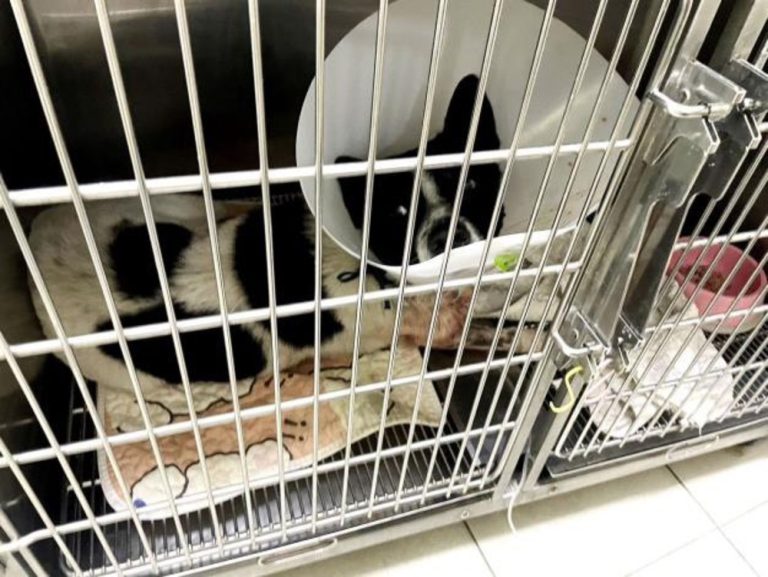三義弓箭傷犬案 嫌犯6小時內落網