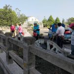 守護泰安櫻花林　地方民眾齊心補植盼重現最美櫻花風華