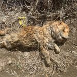 嚴懲棄養！嘉義縣家畜所開罰鬆獅犬飼主11萬元