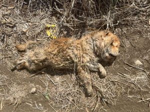 嚴懲棄養！嘉義縣家畜所開罰鬆獅犬飼主11萬元