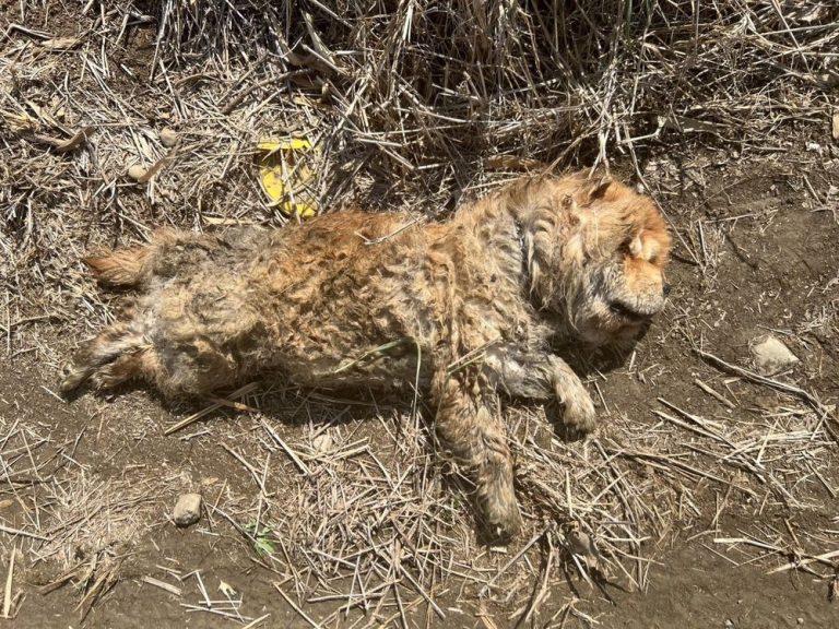 嚴懲棄養！嘉義縣家畜所開罰鬆獅犬飼主11萬元
