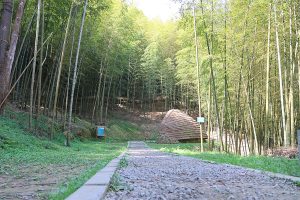 雲林草嶺石壁竹林獲FSC國際認證