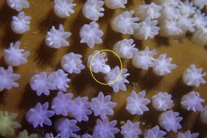 藍珊瑚人工繁殖大突破 海生館首度成功紀錄排放幼苗