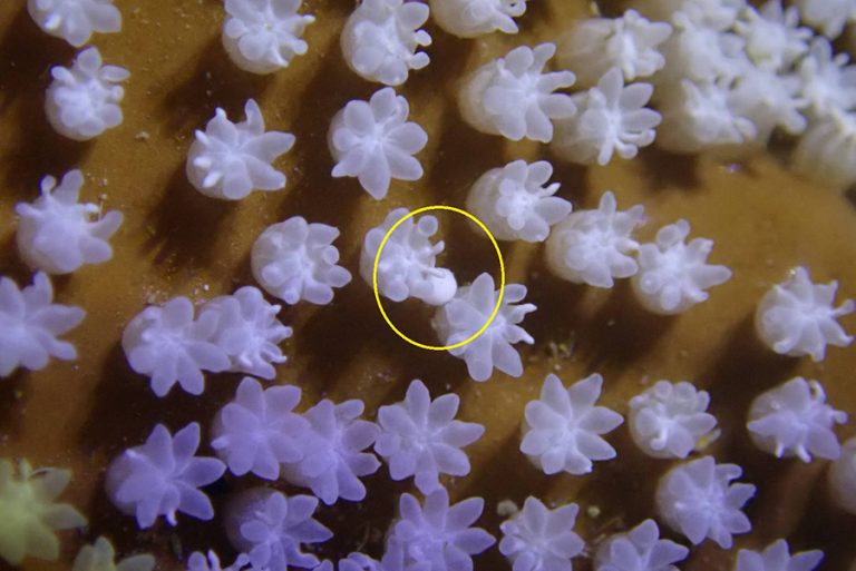 藍珊瑚人工繁殖大突破 海生館首度成功紀錄排放幼苗