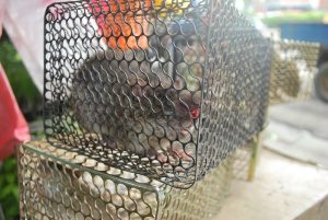 鼠輩危害農作物 大甲農民為保環境感困擾