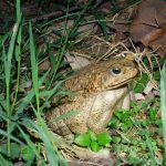 為民「蜍」害！外來種海蟾蜍防治有成